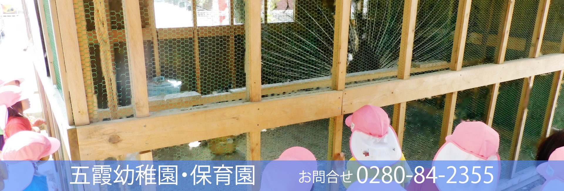 孔雀さん、こんにちは！